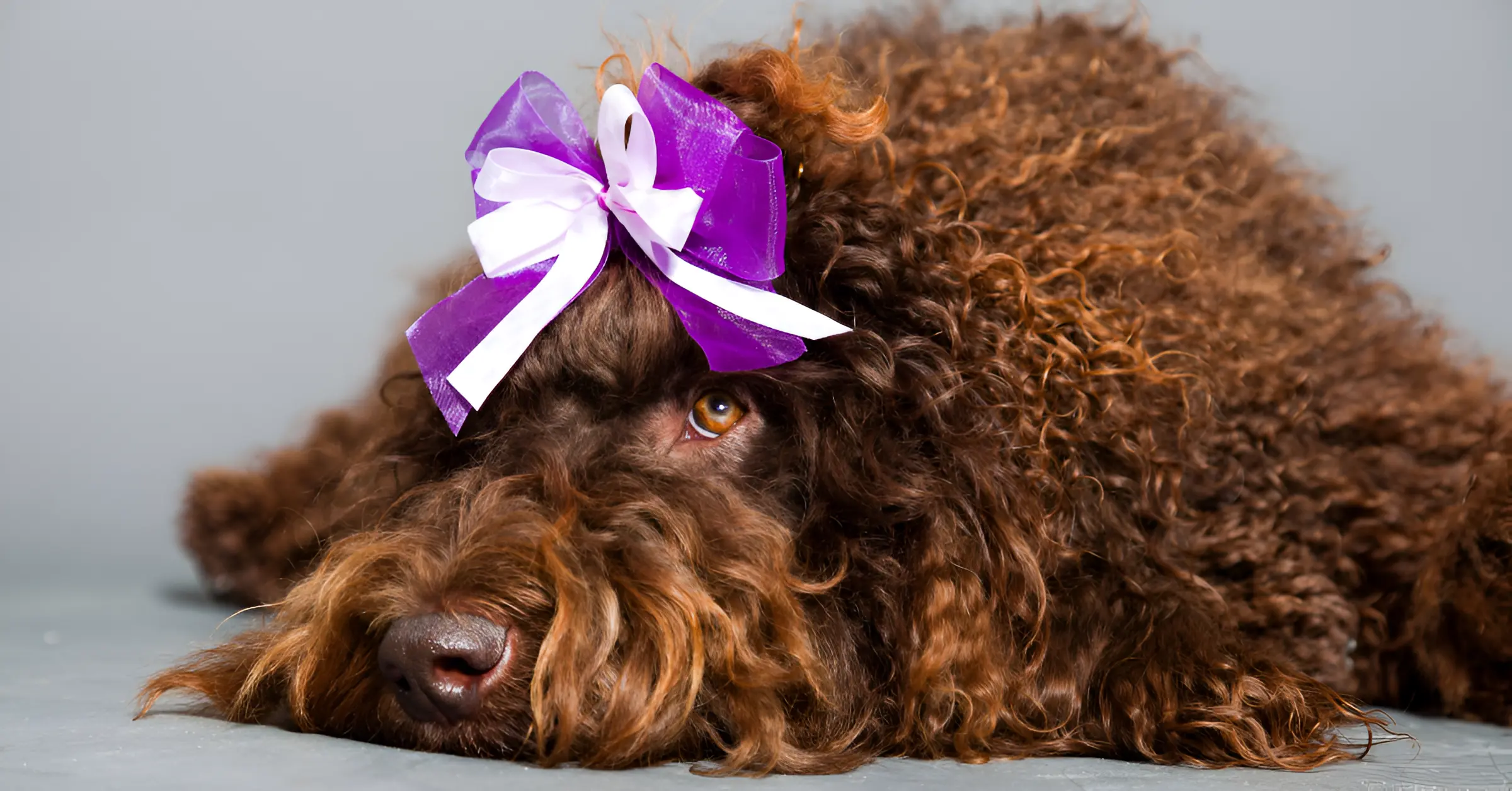 Barbet dog care