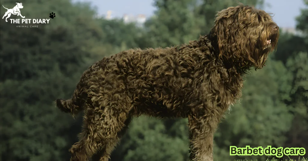 Barbet dog health guide