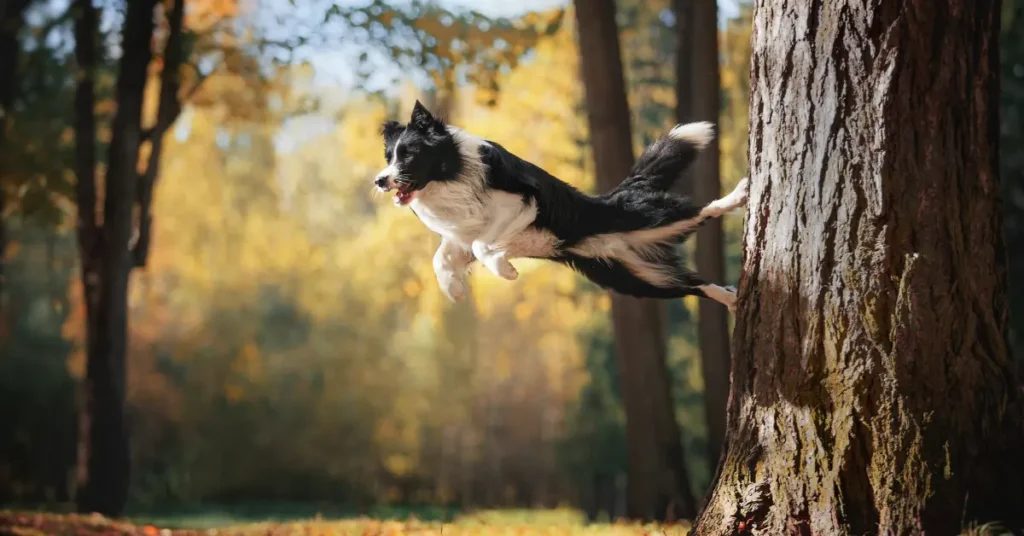 Border Collie Breed Guide