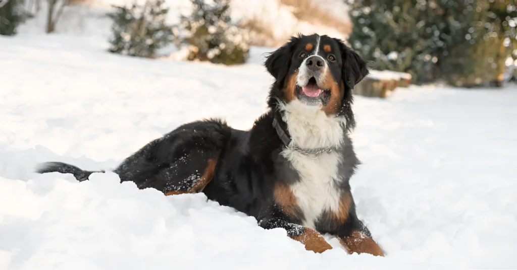 Bernese Mountain dog Breed Guide