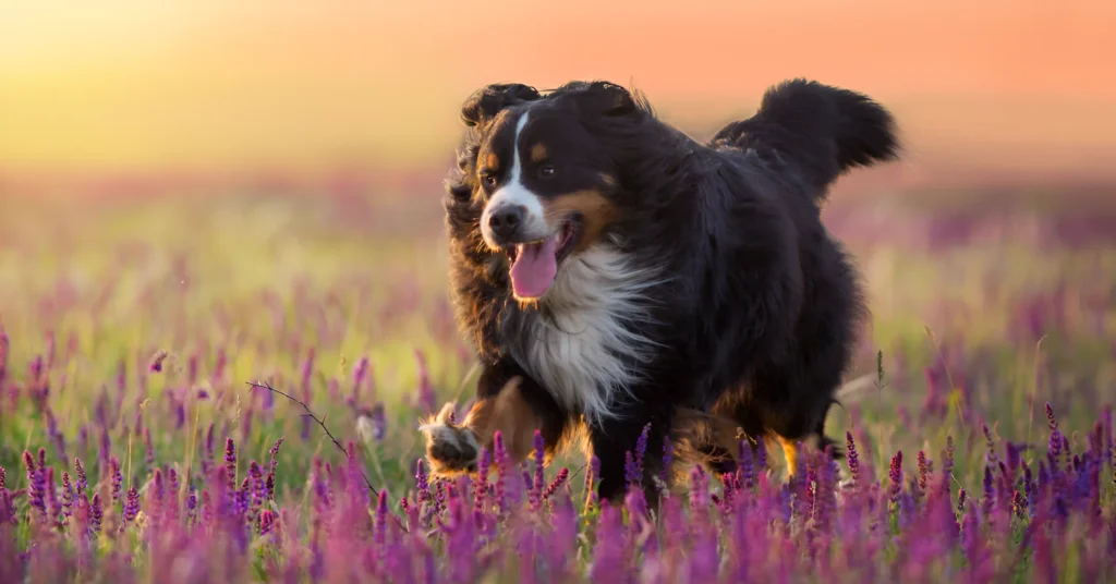 Bernese Mountain dog Breed Guide