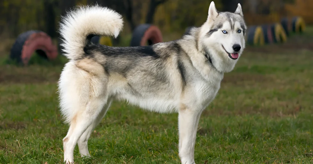Siberian Husky Breed Guide