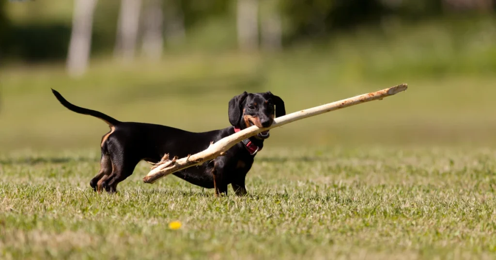 Dachshund Breed Guide