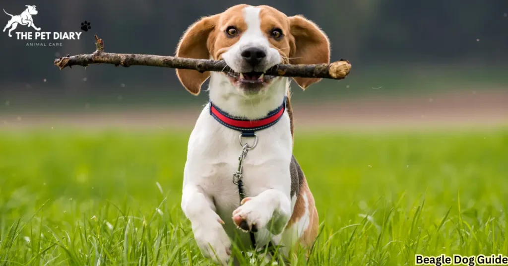 Beagle Dog Guide