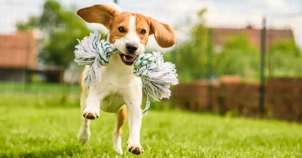 Beagle Dog Guide