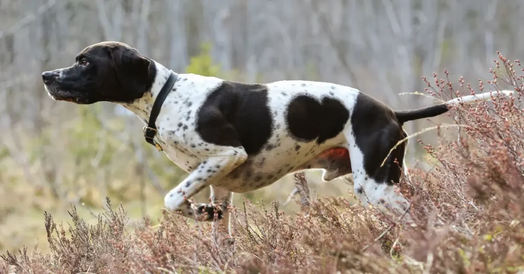 Great Dane Guide 