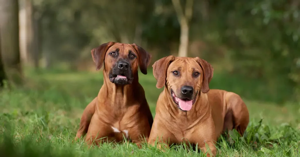 Rhodesian Ridgeback Guide