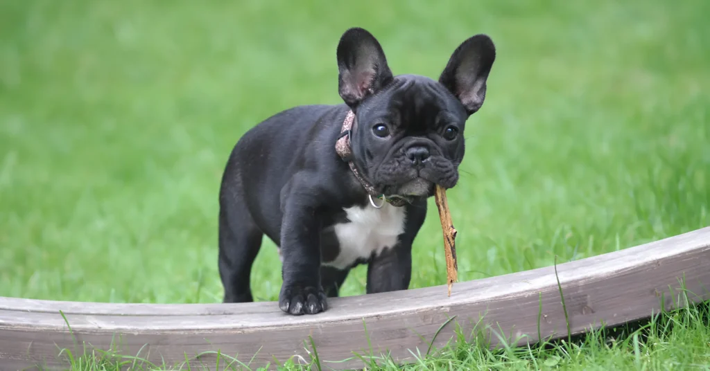 Blue French Bulldog Guide 