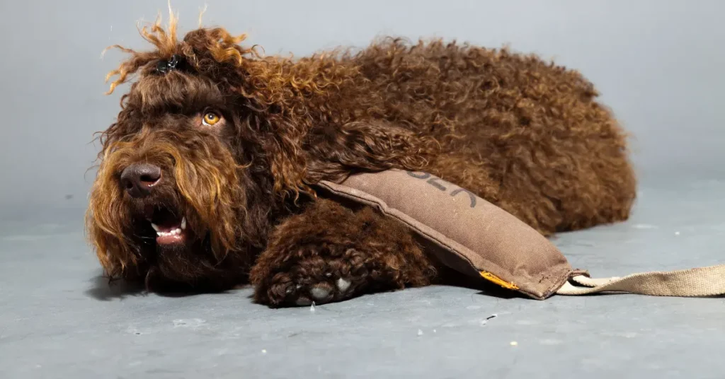 Barbet dog care