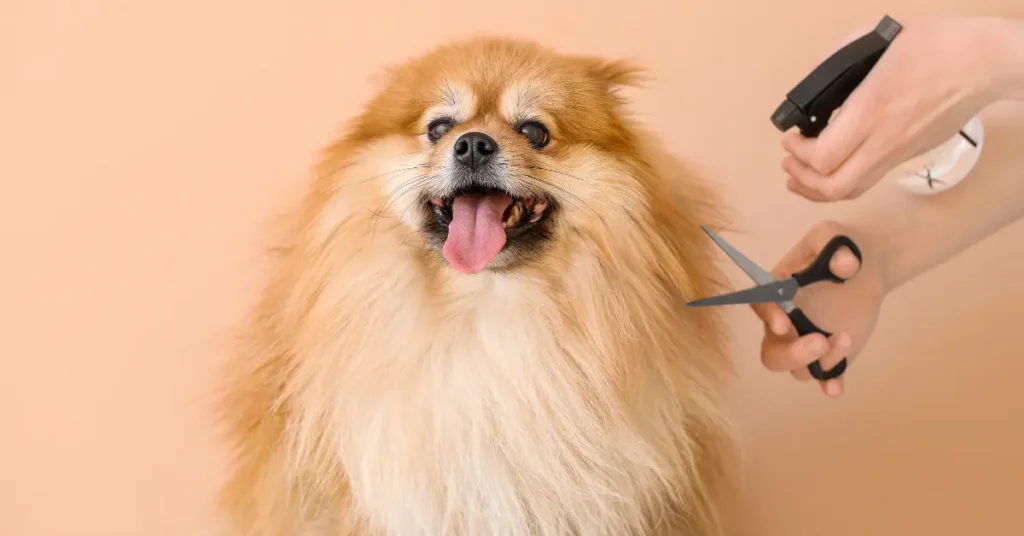 Pomeranian Breed Guide