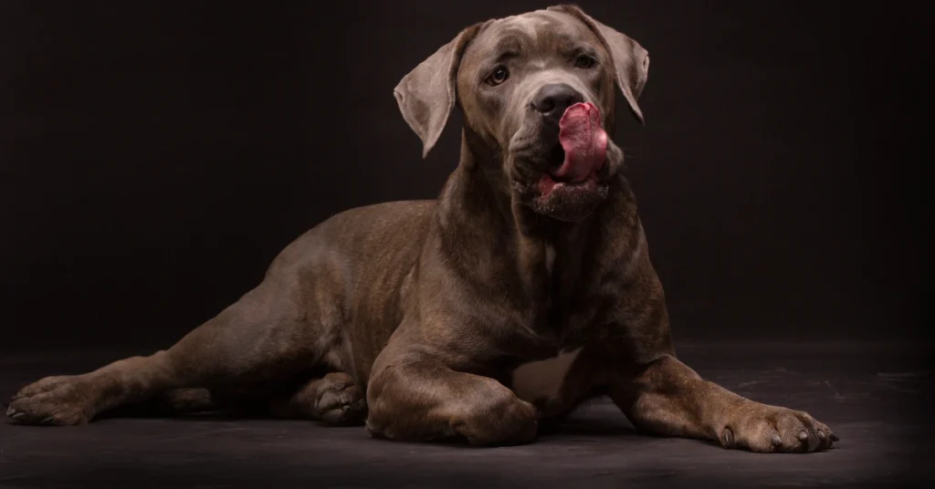 Cane Corso Breed Guide