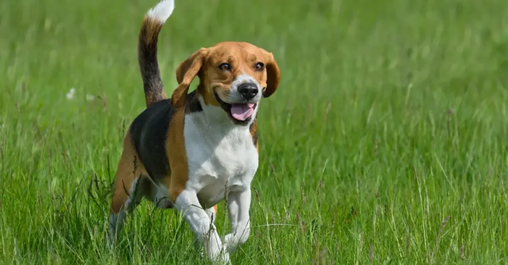Beagle Dog Guide