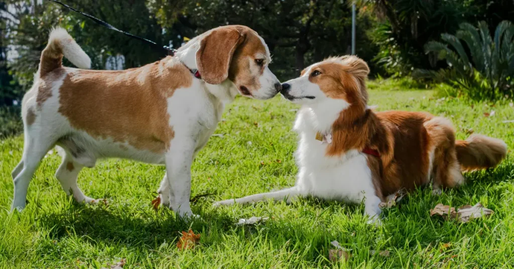 Beagle Dog Guide