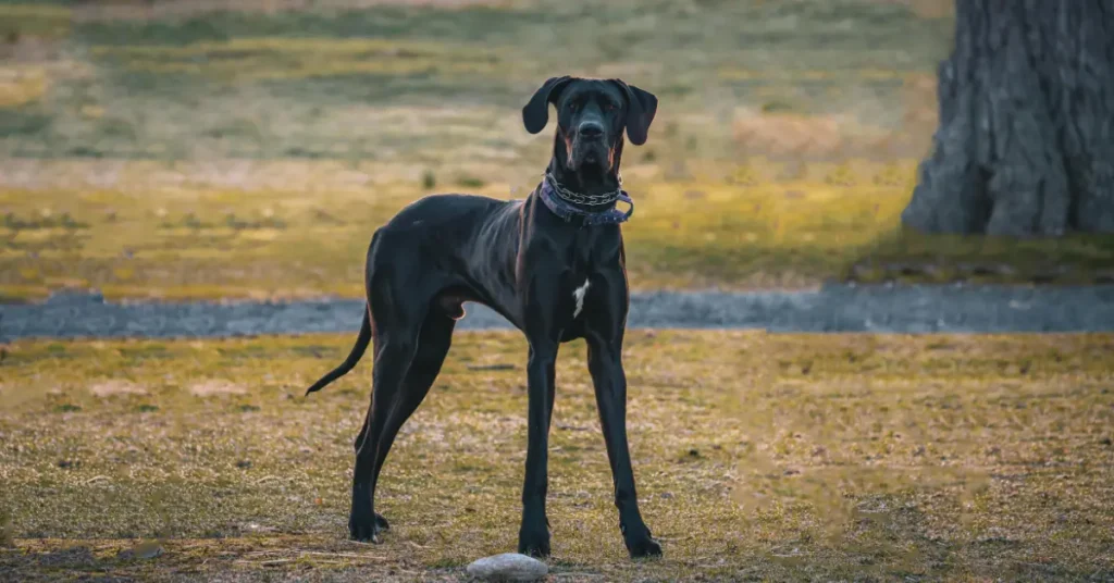 Great Dane Guide