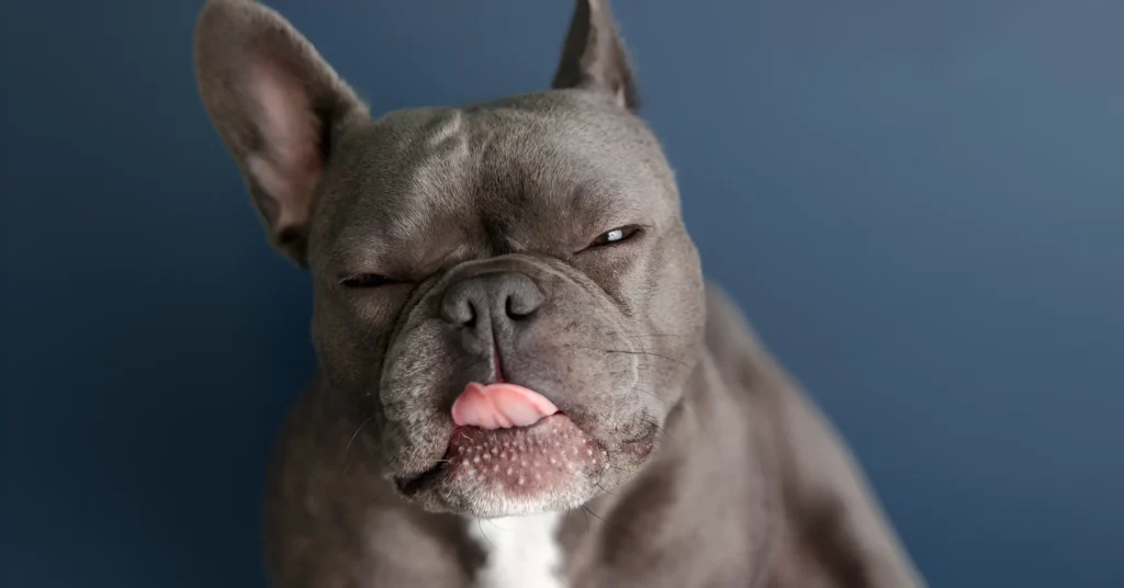 Blue French Bulldog Guide 