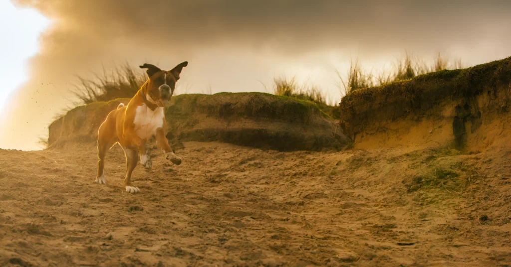 Boxer Dog Breed Guide