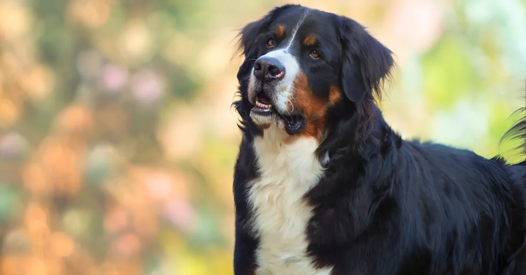 Bernese Mountain dog Breed Guide