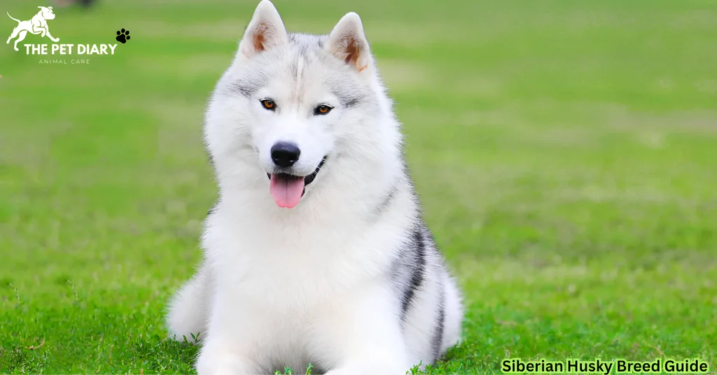 Siberian Husky Breed Guide