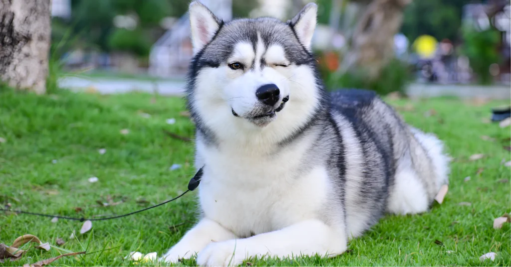 Siberian Husky Breed Guide