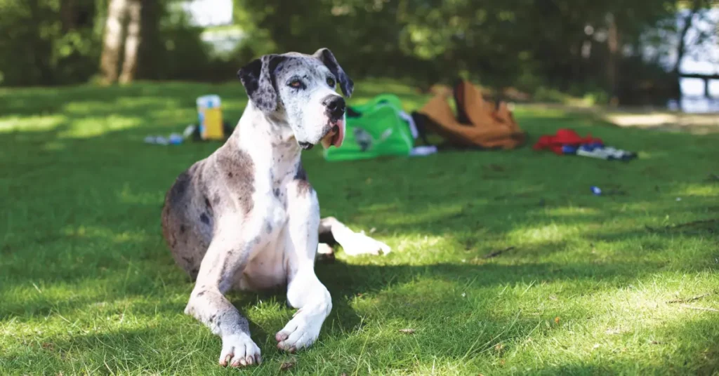 Great Dane Guide 