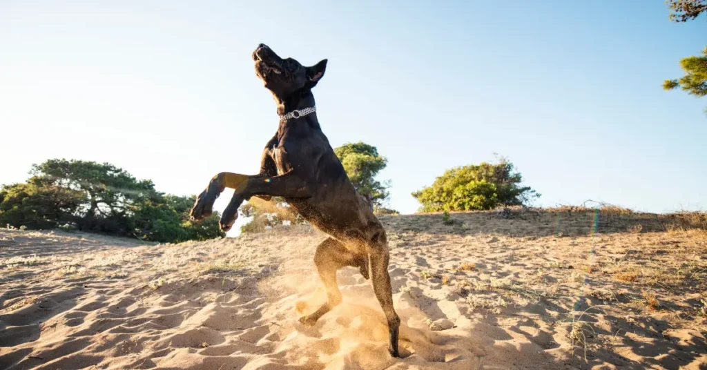 Great Dane Guide 