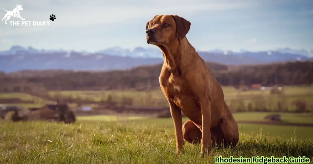 Rhodesian Ridgeback Guide