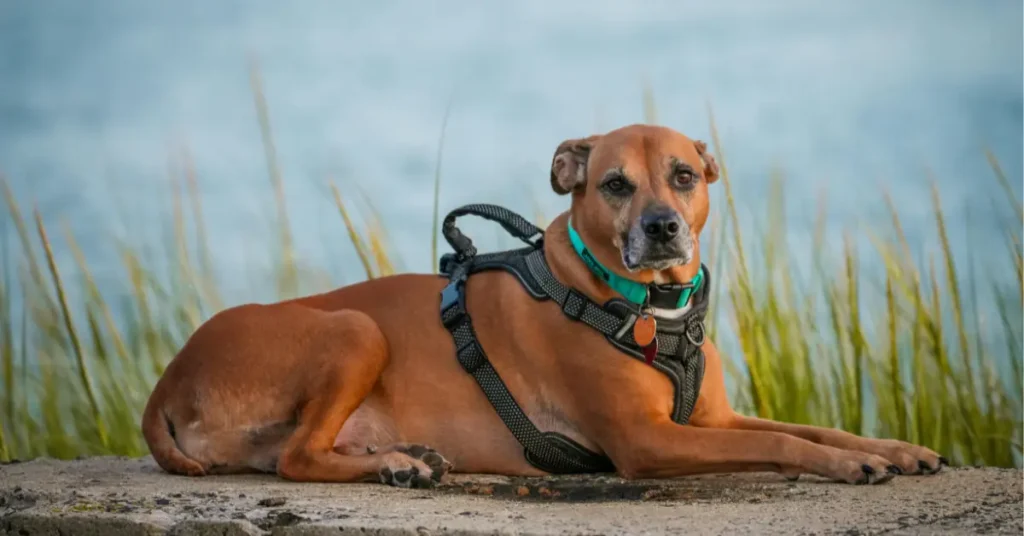 Rhodesian Ridgeback Guide
