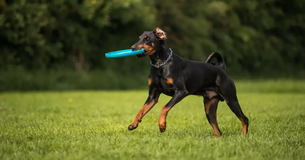 Doberman Pinscher Breed Guide
