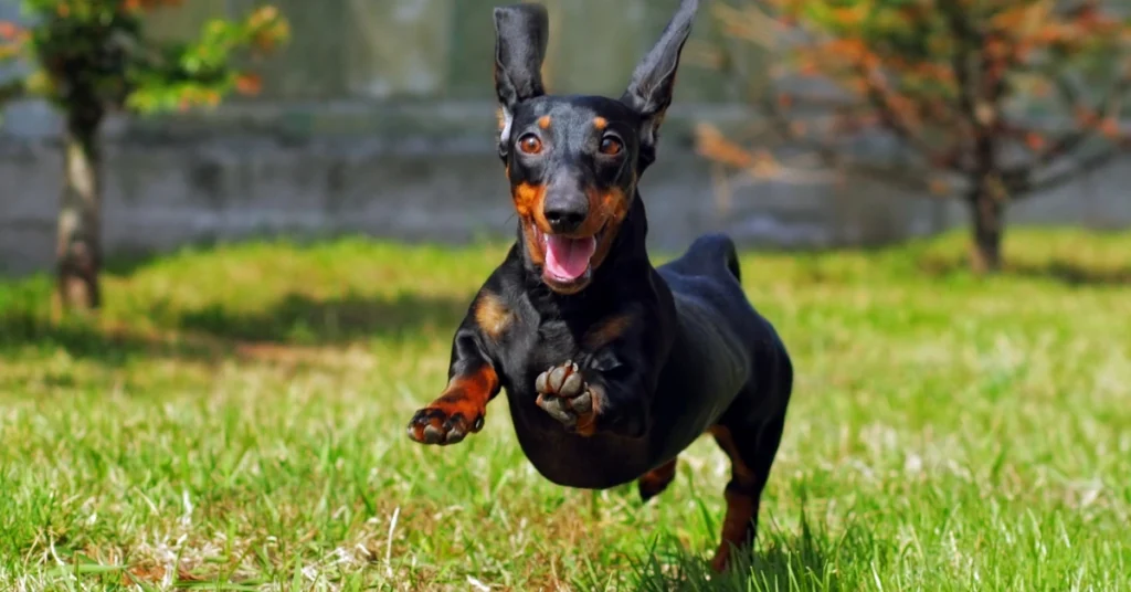 Dachshund Breed Guide