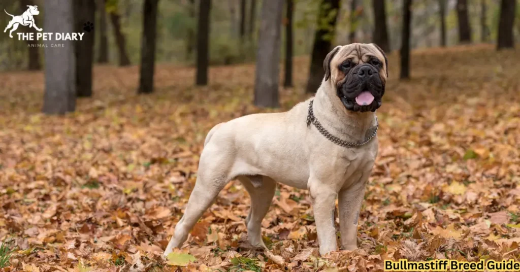 Bullmastiff Breed Guide