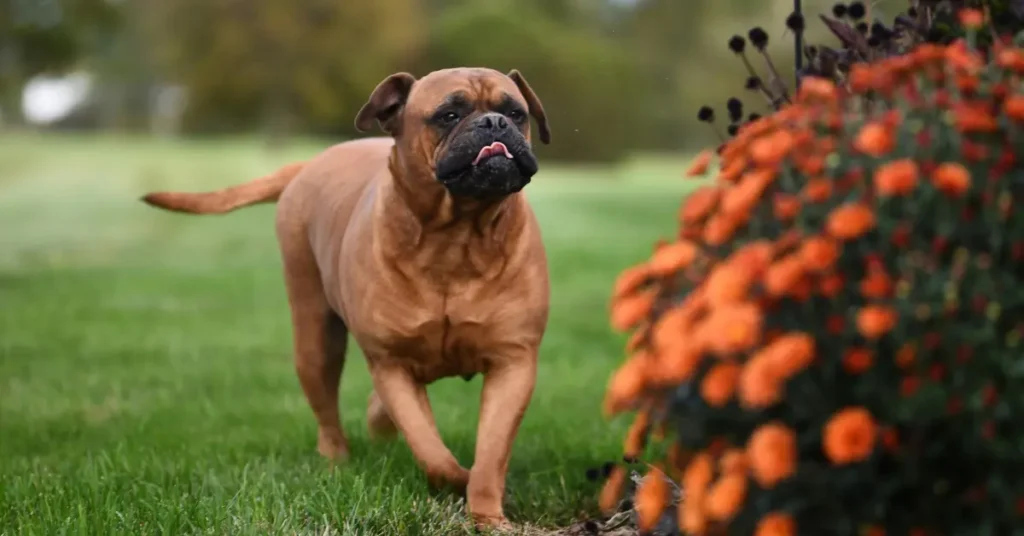Bullmastiff Breed Guide