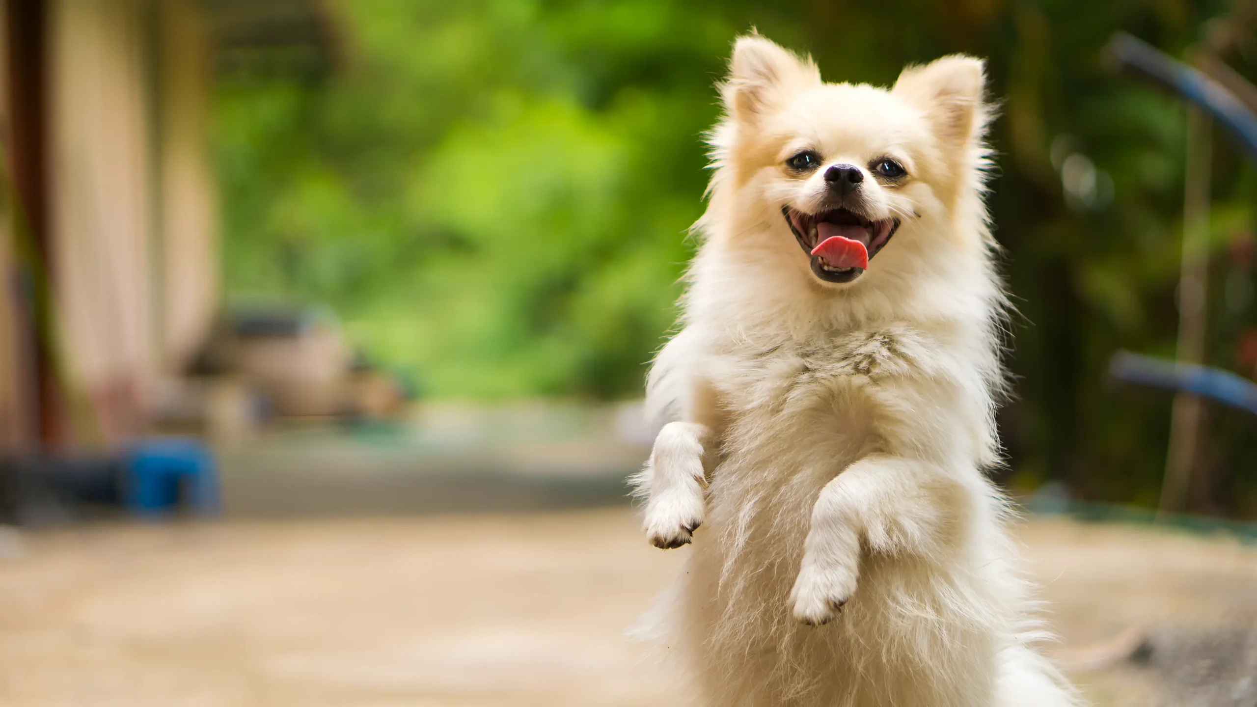 Amarican Eskimo dog