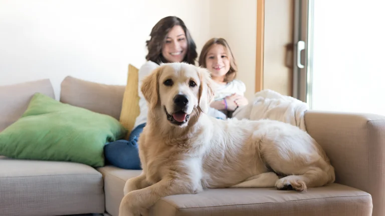 Golden Retriver Image for Home Page