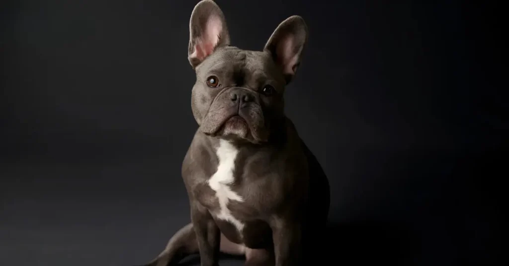 Bull Dog