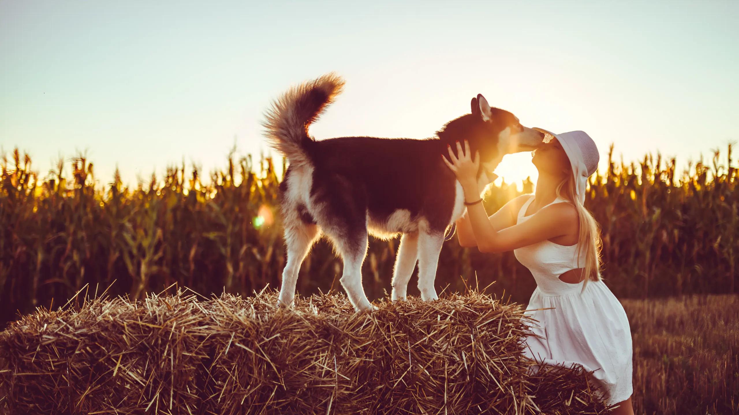 Siberian Husky