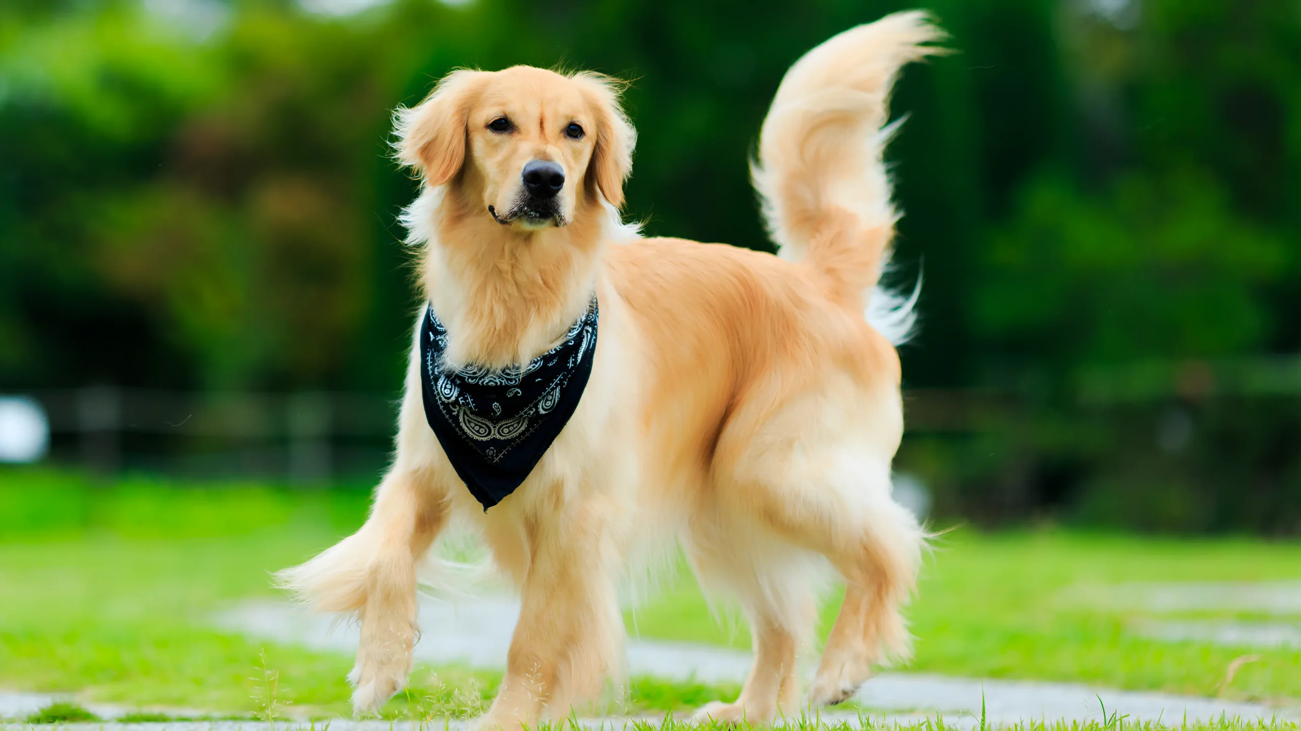 Golden retriver