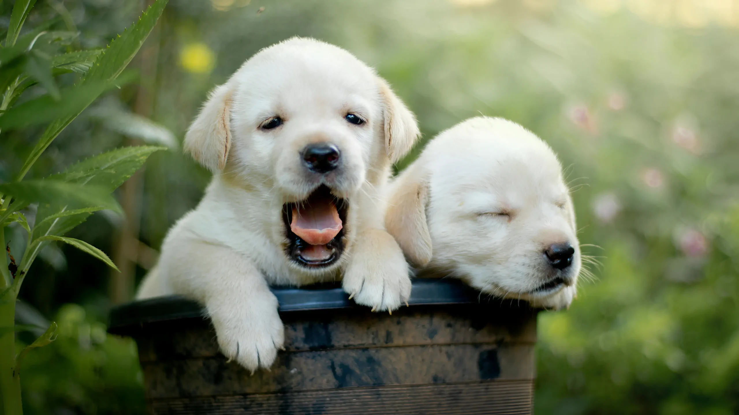White Dog