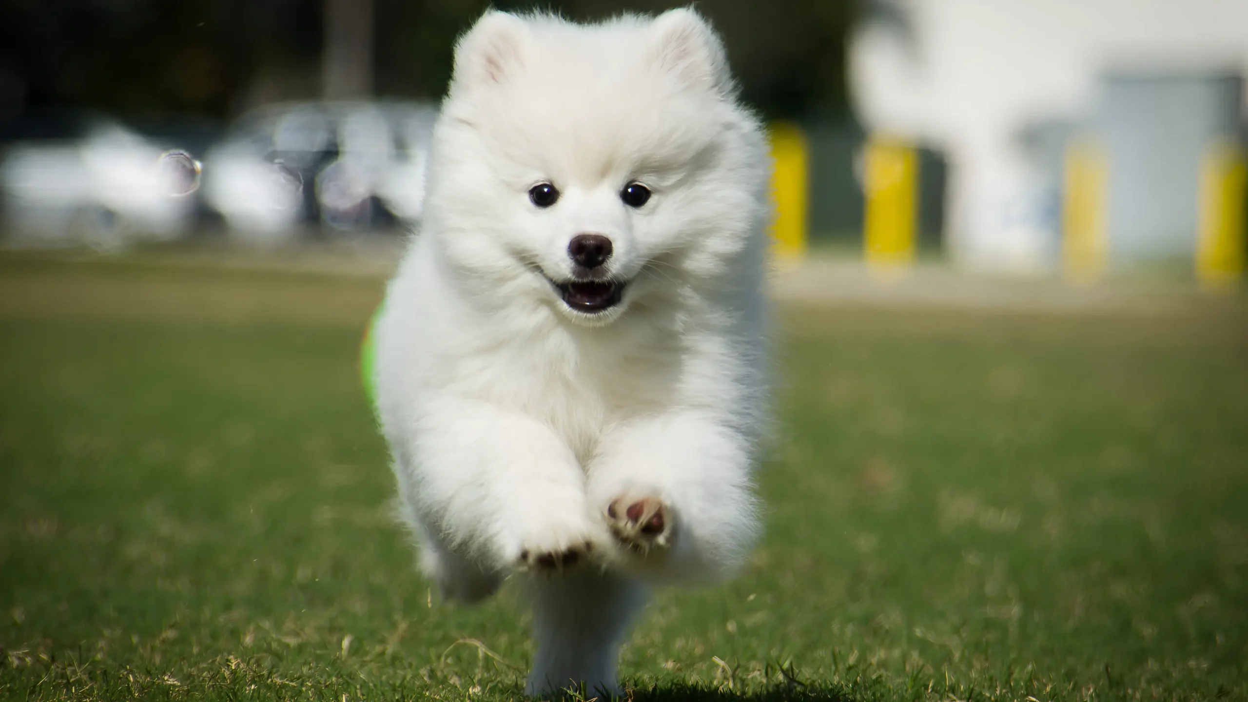 Samoyed